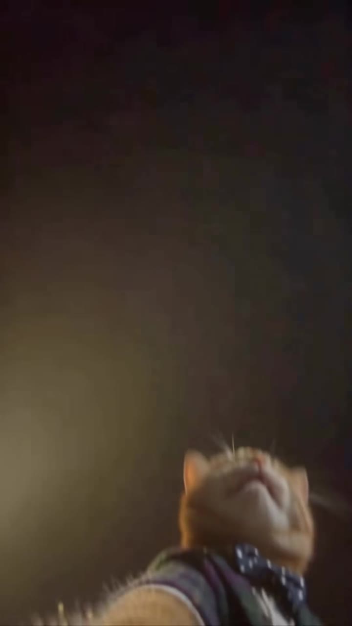 I Wanna Love You Cat