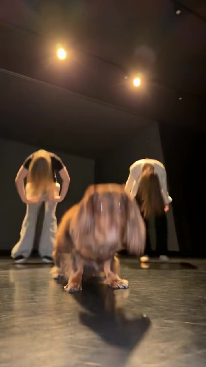 Single Ladies Dog Dance